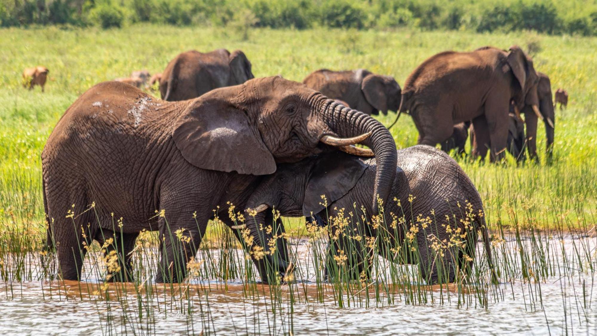 Africamps At White Elephant Safaris พอนโกลา ภายนอก รูปภาพ