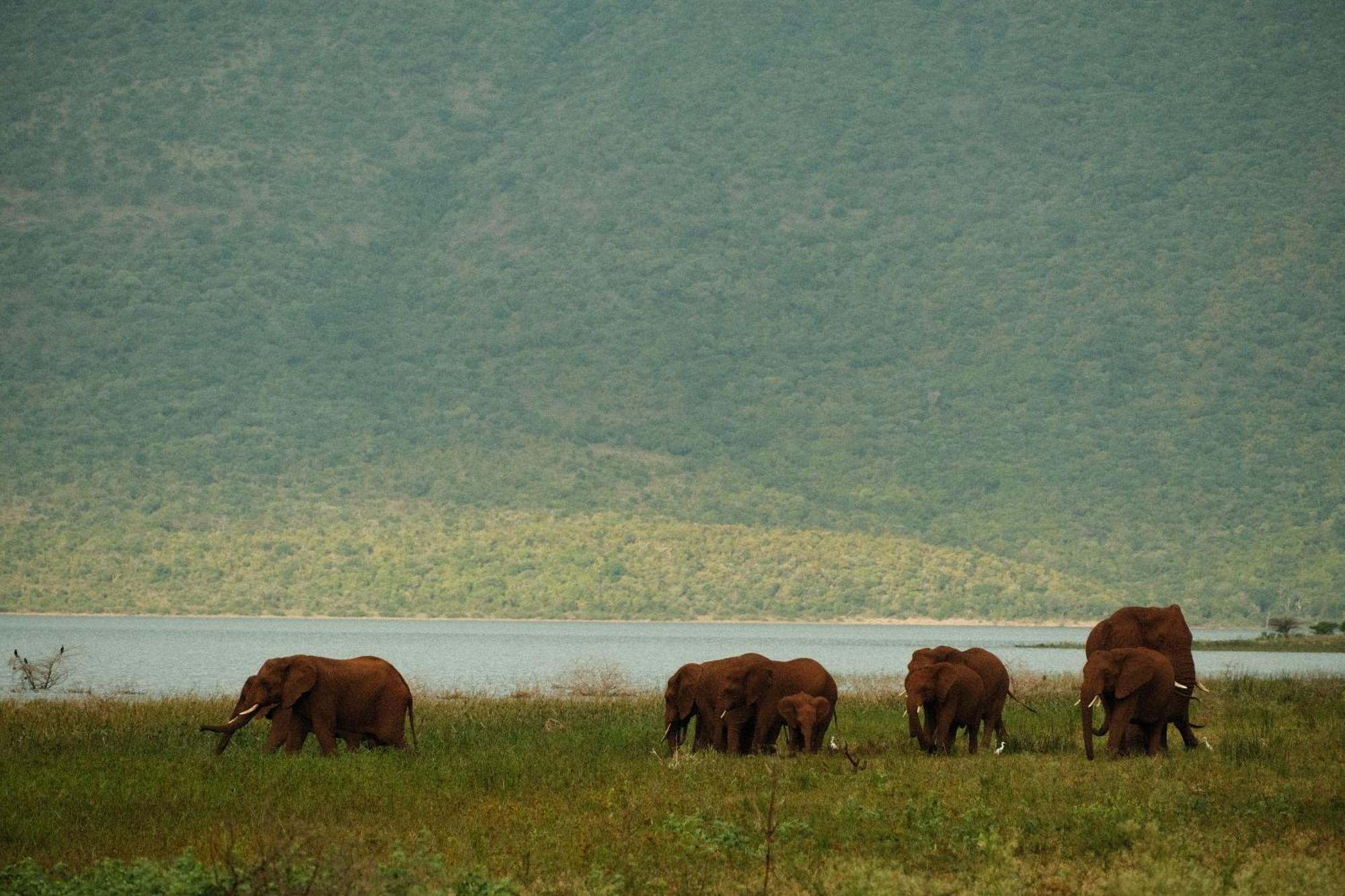 Africamps At White Elephant Safaris พอนโกลา ภายนอก รูปภาพ